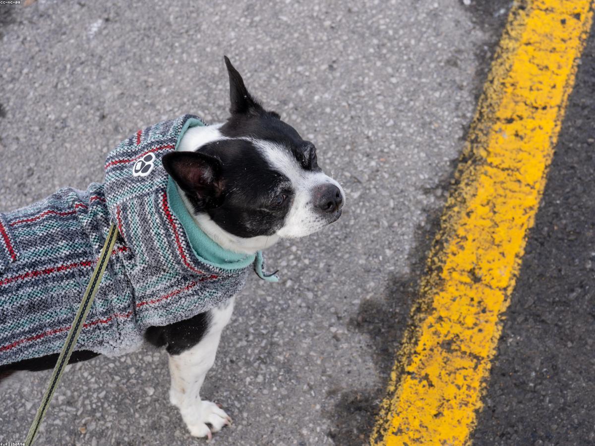 The North Face Insulated Jacket